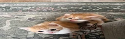 Mixed Breed cats for sale: Two Ginger Male Kittens  in Bicester - Advert 5