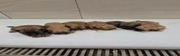 Shih Tzu dogs for sale: Shih Tzu Puppies - Advert 7