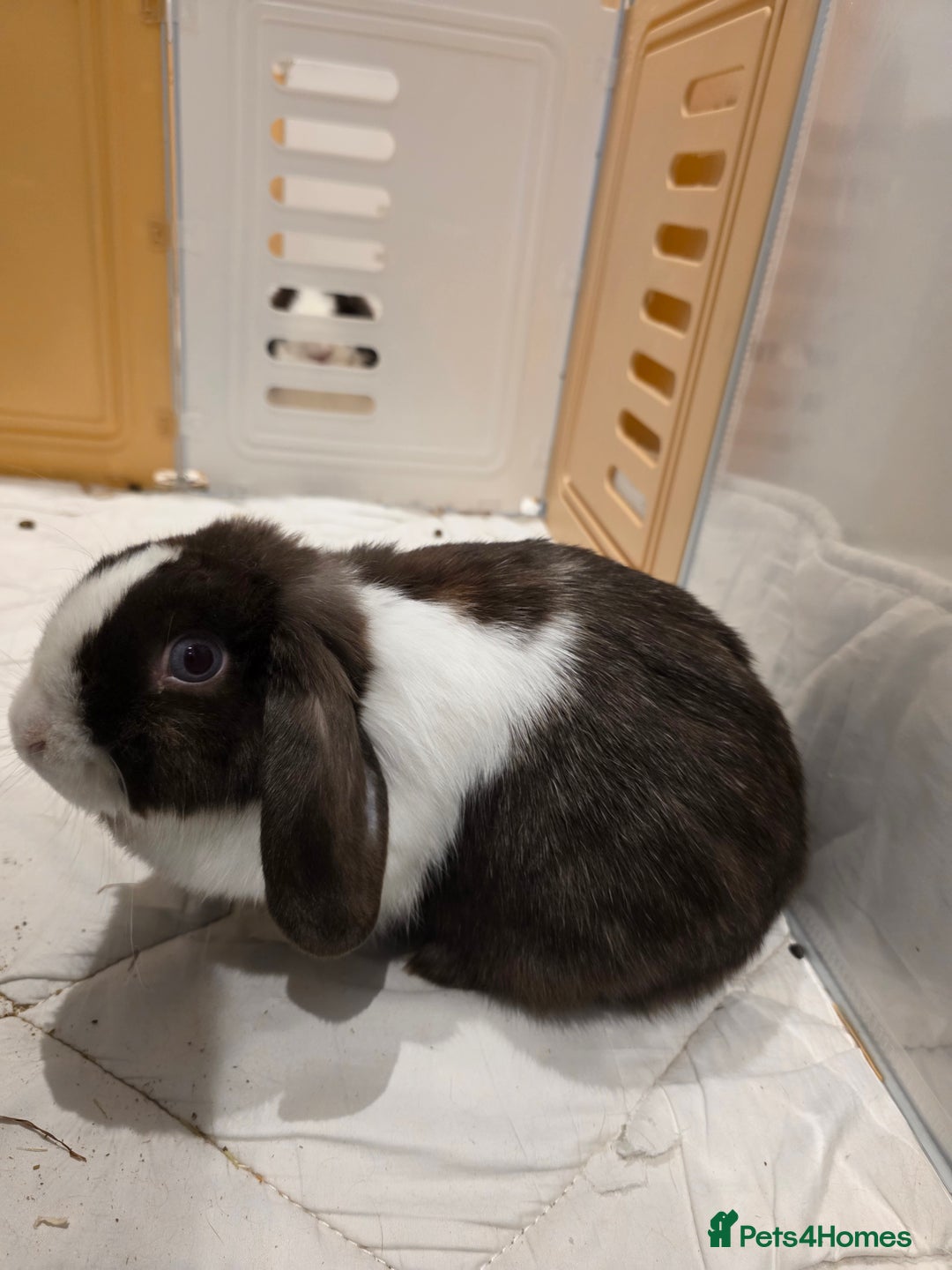 Mini Lop rabbits for sale: Two Chocolate split mini lops - Advert 5