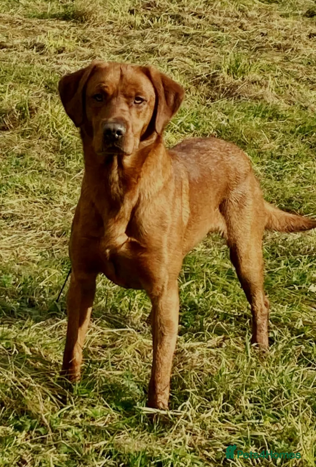 Labrador Retriever dogs for sale: Propa Fox Red lab Pups available  - Advert 10