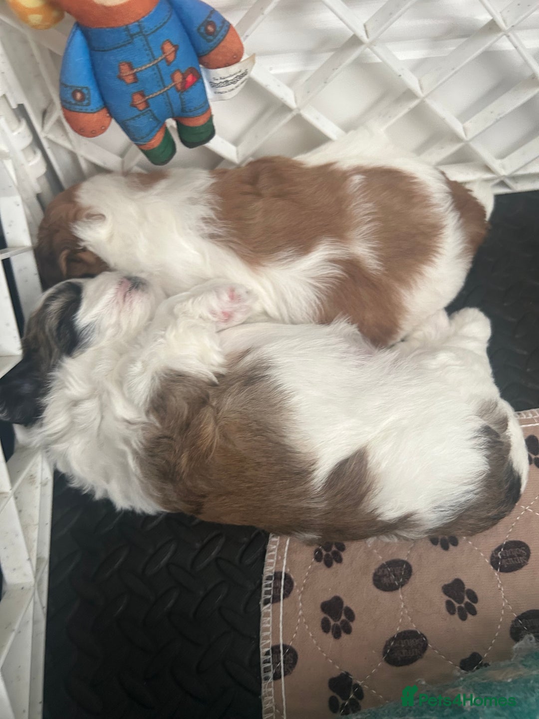 Shihpoo dogs for sale: Beautiful Red and White Parti Shipoo Girls  - Image 7