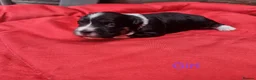 Havanese dogs for sale: Stunning Havanese Puppies - Advert 26