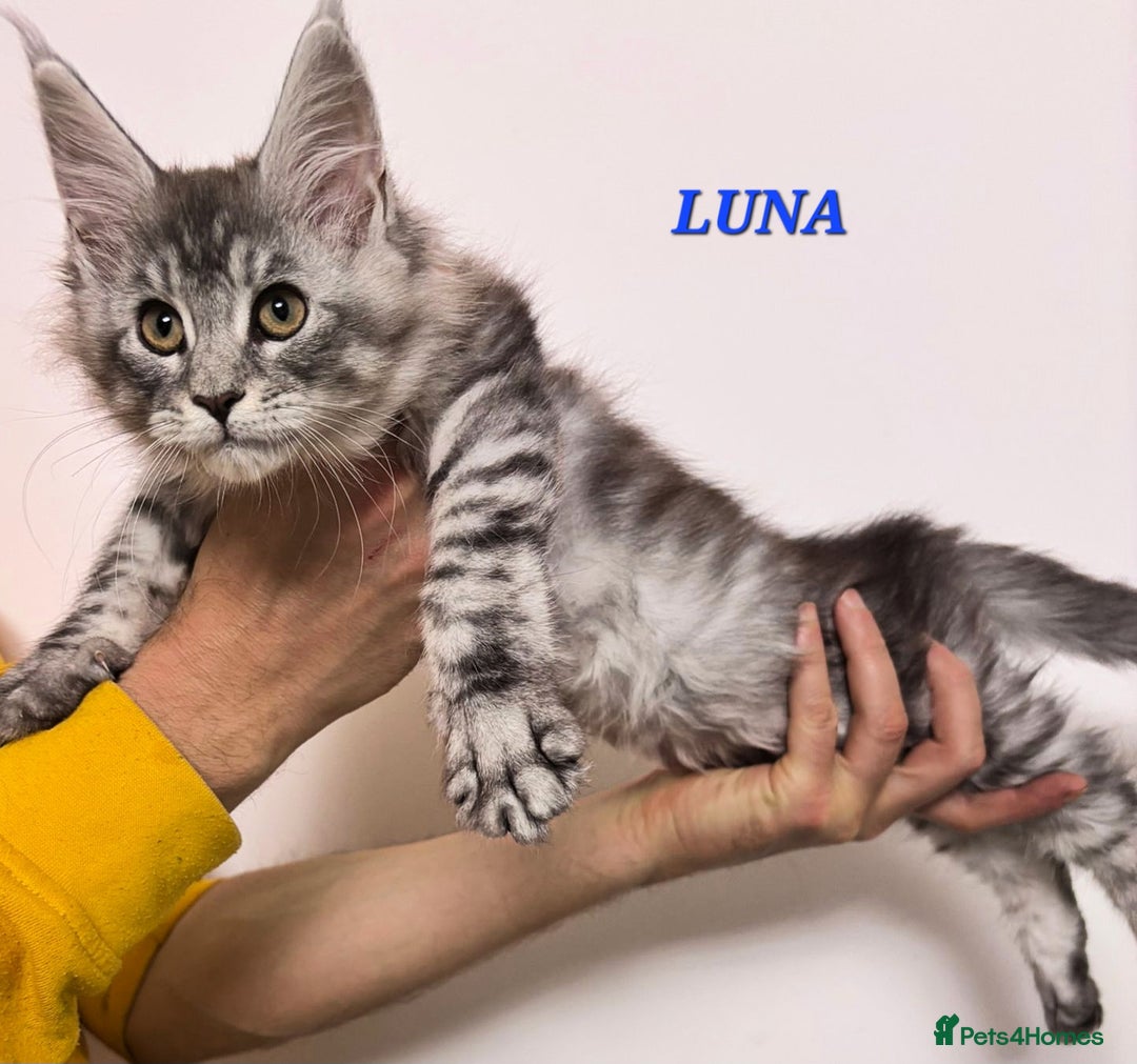 Maine Coon cats for sale: 💕5 TICA registered DNA CLEAR💕  - Image 17