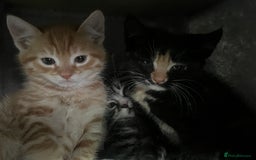 Mixed Breed cats for sale: Kittens for sale  - Image 7