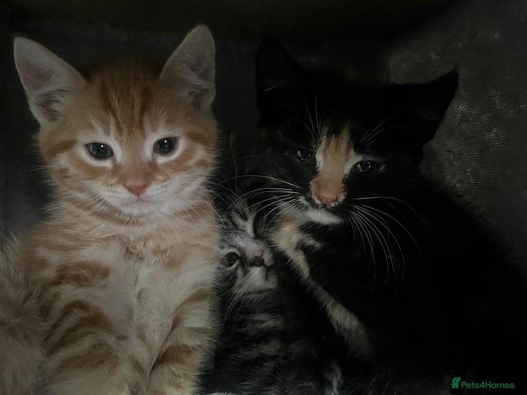 Mixed Breed cats for sale: Kittens for sale  - Image 7