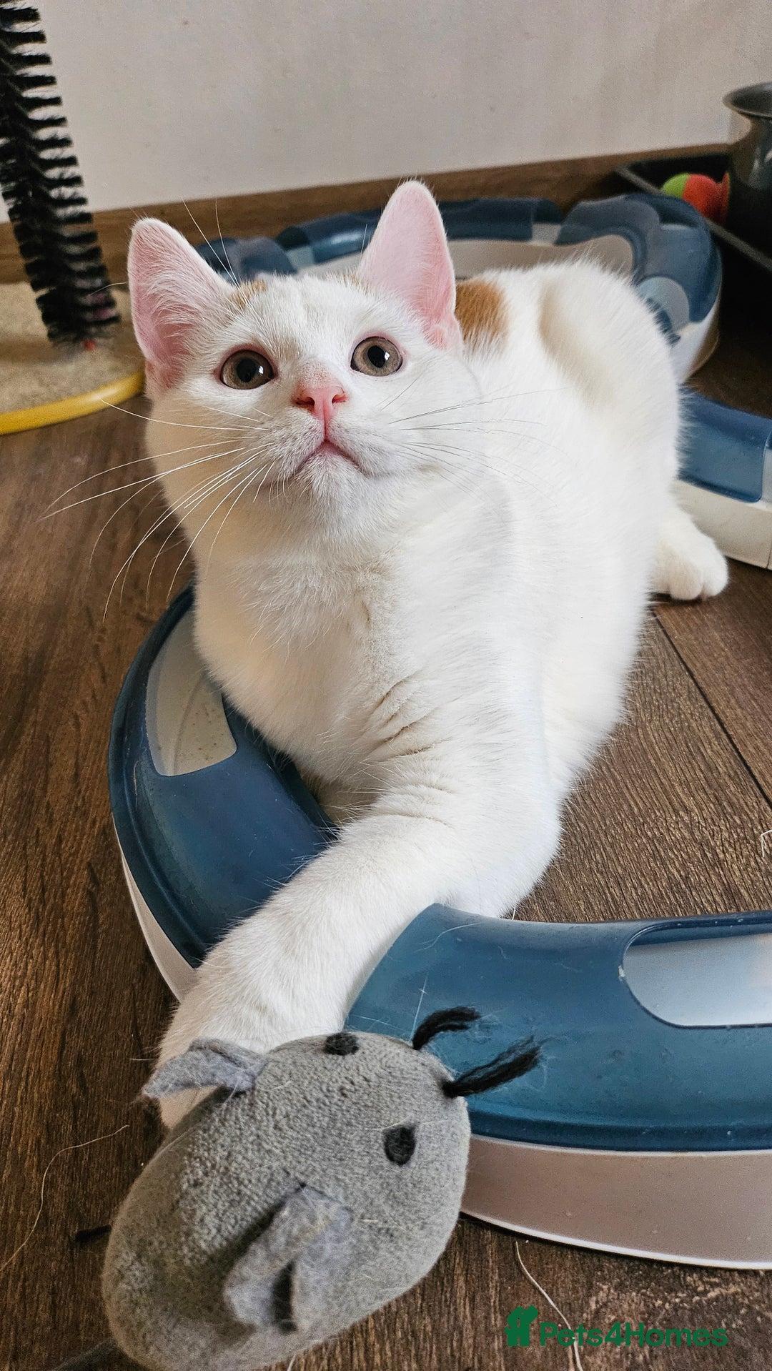 Selkirk Rex cats for sale: Adorable Selkirk Rex Kittens (Straight ) - Image 25