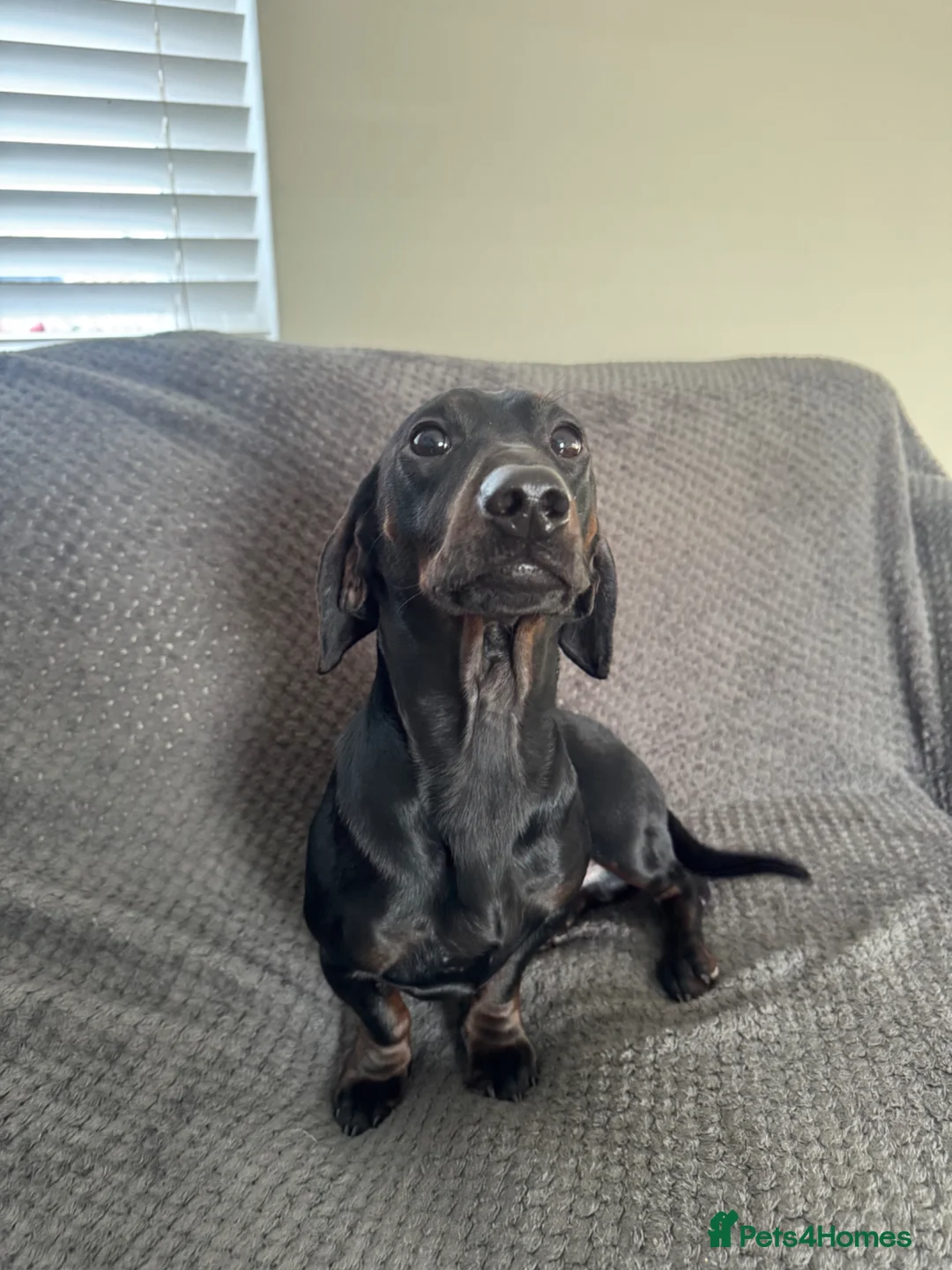 Dachshund dogs for sale: Tri boy in Dumfries - Advert 2