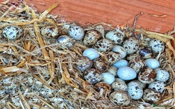 Quail poultry for sale: Covey of 13 Quail  - Image 9