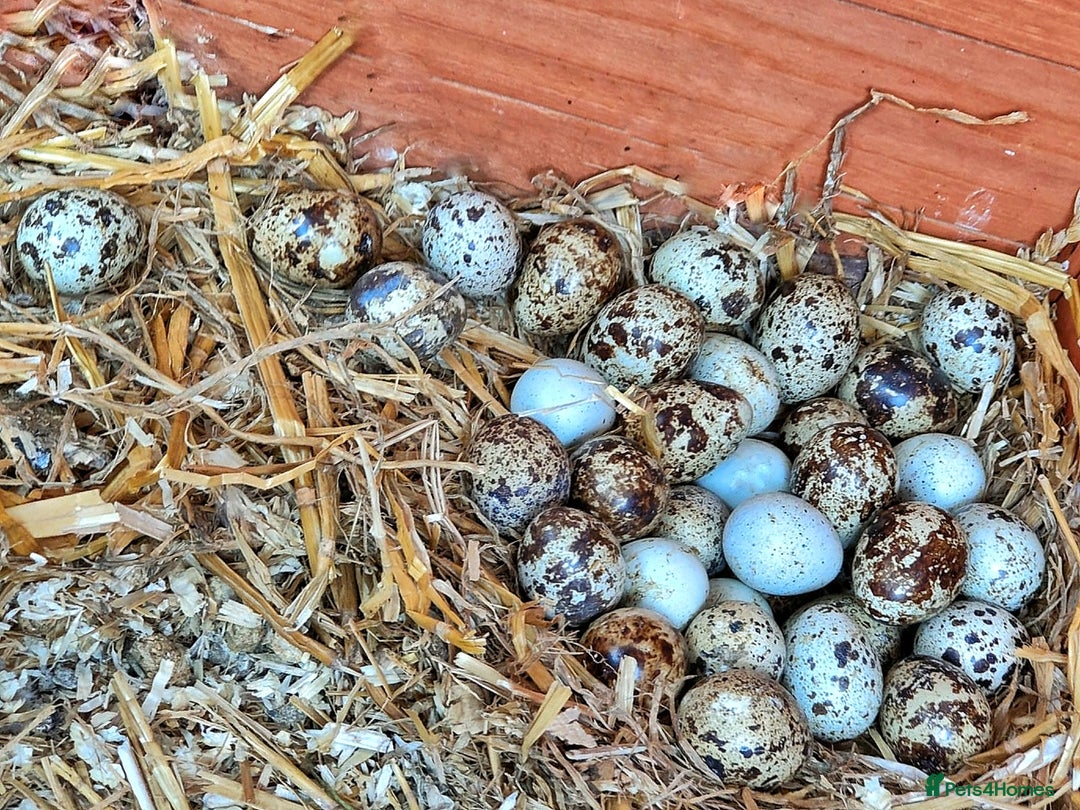Quail poultry for sale: Covey of 13 Quail  - Image 9
