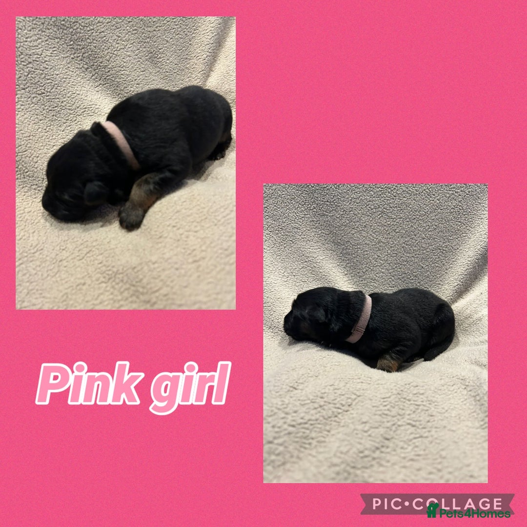 German Shepherd dogs for sale: German shepard puppys - Advert 10