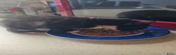 Mixed Breed cats for sale: Black girls,ginger boy❤️ in Barnsley - Advert 4