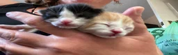 Mixed Breed cats for sale: Little ginger boy - Advert 3
