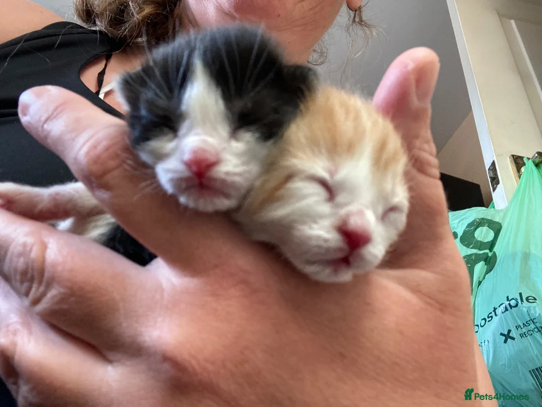 Mixed Breed cats for sale: Little ginger boy - Advert 3