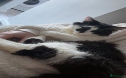 Maine Coon cats for sale: Momo male main coon mix  - Advert 7