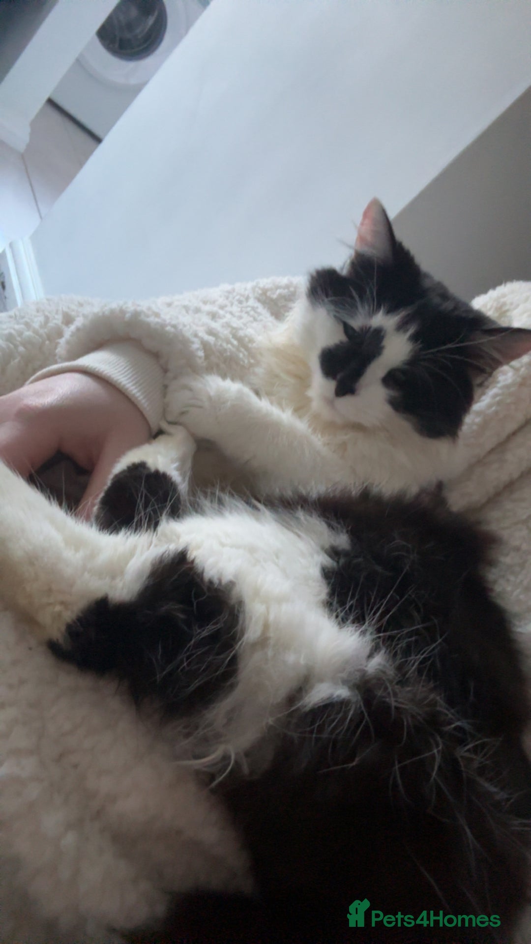 Maine Coon cats for sale: Momo male main coon mix  - Advert 7