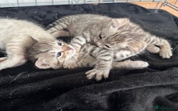 Bengal cats for sale: 4 Gorgeous Bengal Babies - Image 21