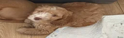 Cockapoo dogs for sale: F1B cockapoo one male left  - Advert 7