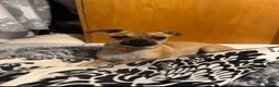 Chihuahua dogs for sale: Beautiful Cream chihuahua for sale  in London - Advert 7