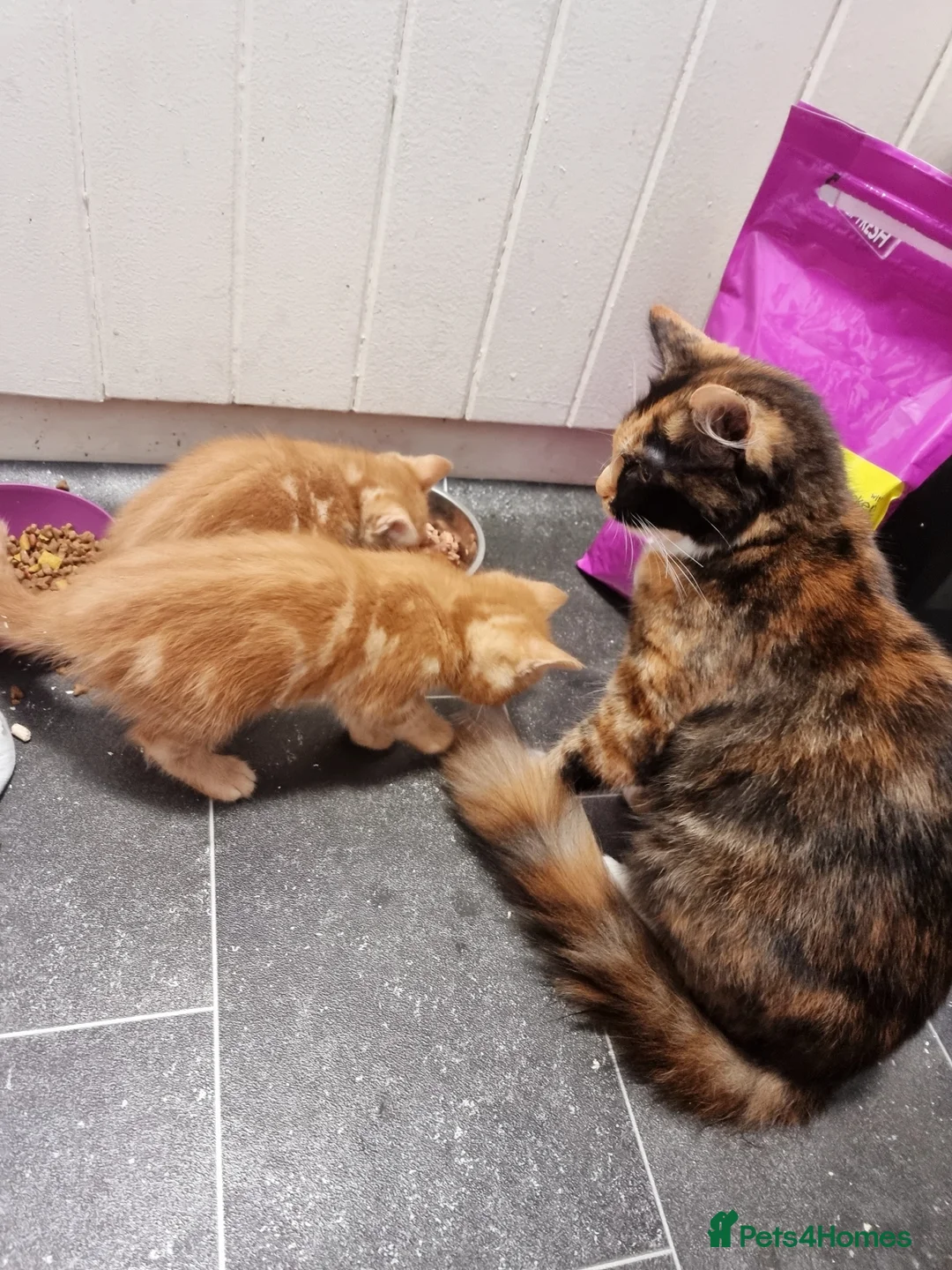 Mixed Breed cats for sale: Mixed breed kittens - Advert 3