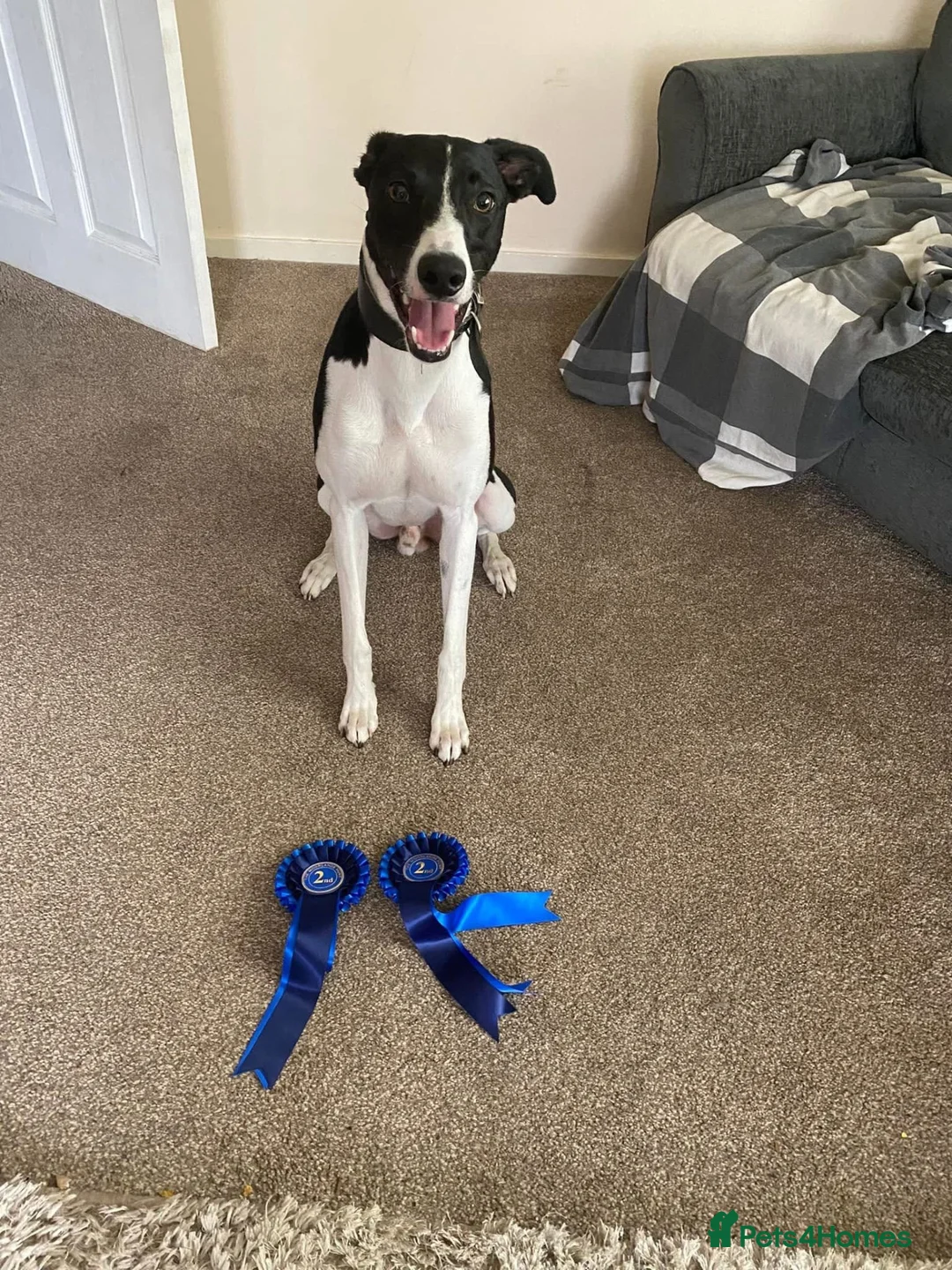 Mixed Breed dogs for stud: Stud dog in Stoke-on-Trent - Advert 7