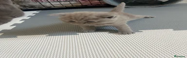 British Shorthair 2