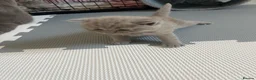 British Shorthair cats for sale: Beautiful litter of British short hair kittens - Advert 6