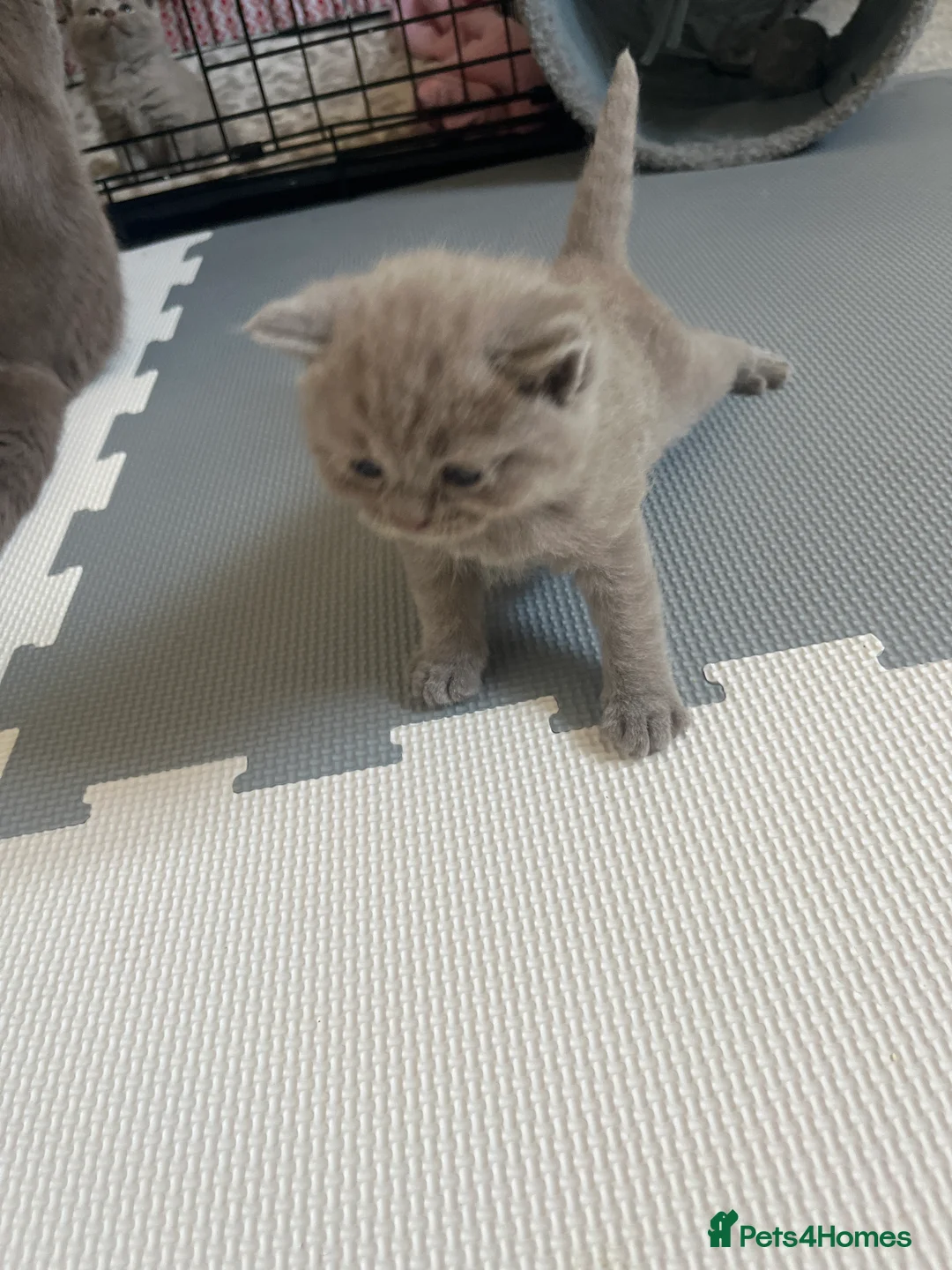 British Shorthair cats for sale: Beautiful litter of British short hair kittens - Advert 15
