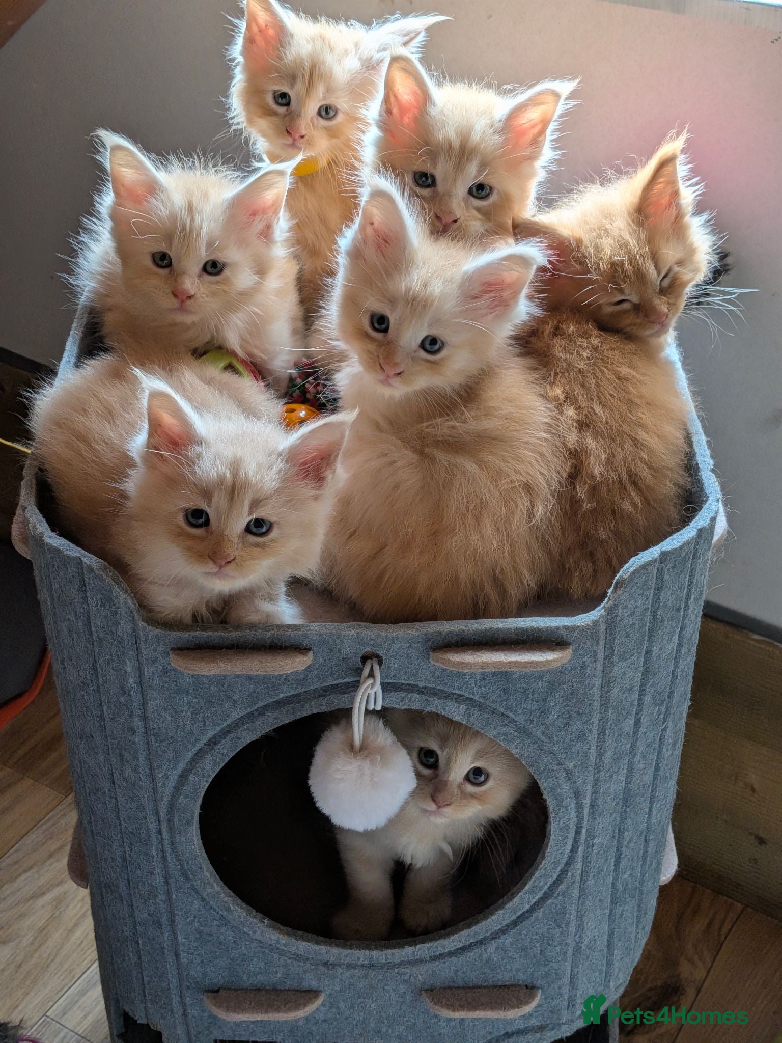 Maine Coon cats 5 beautiful fluffy Maine coon kittens - Advert 6