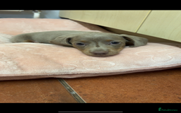 Miniature Dachshund dogs for sale: Isabella & tan Miniature dachshund  - Image 6