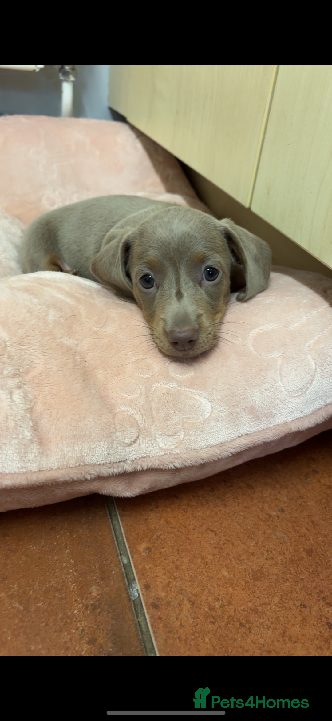 Miniature Dachshund dogs for sale: Isabella & tan Miniature dachshund  - Image 6