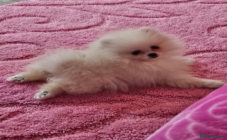 Pomeranian dogs - Advert 1