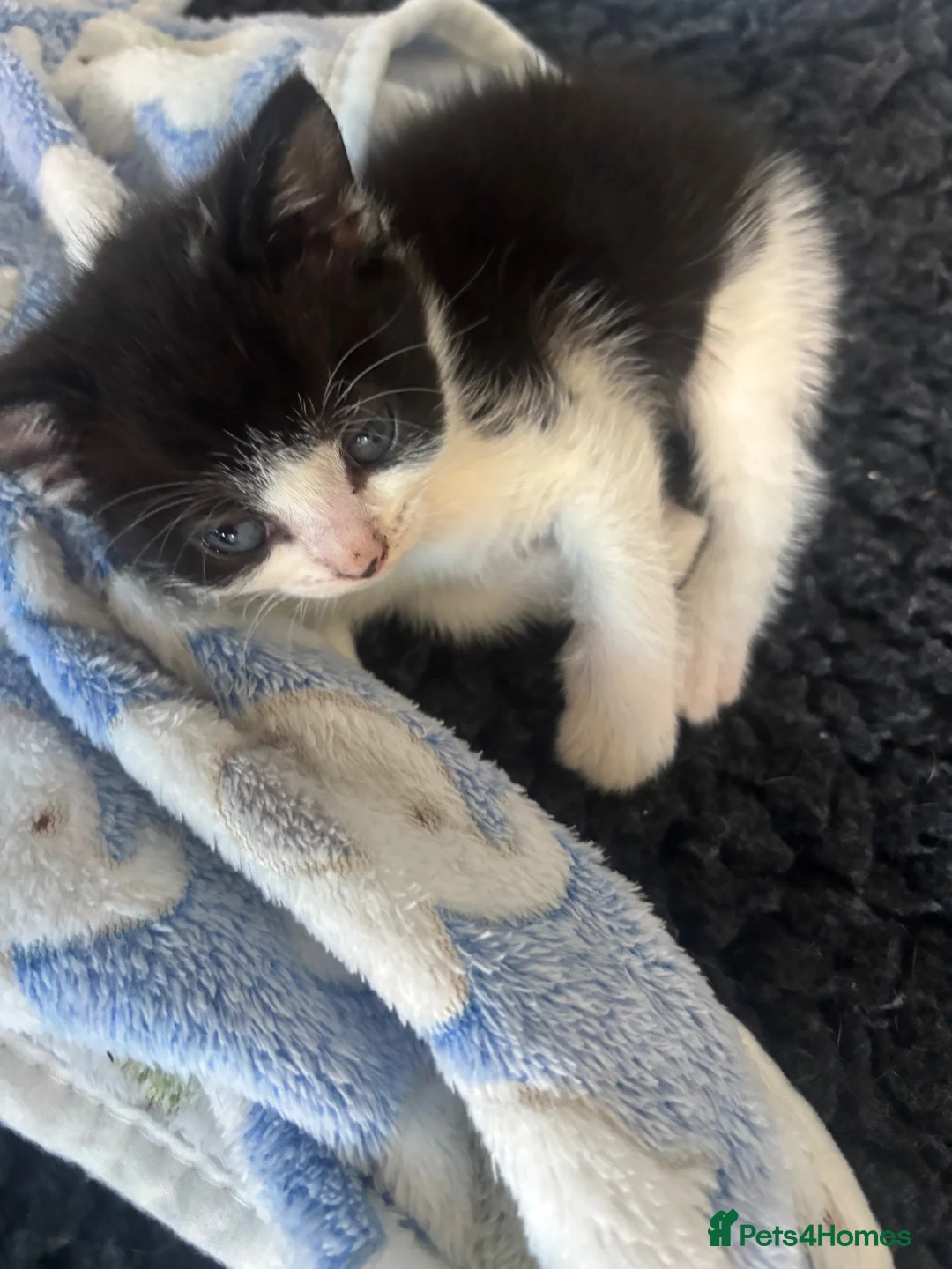 Mixed Breed cats for sale: Mixed breed kittens  in Folkestone - Advert 2
