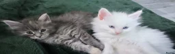 Maine Coon cats for sale: Beautiful main coon kittens for sale in Runcorn - Advert 18