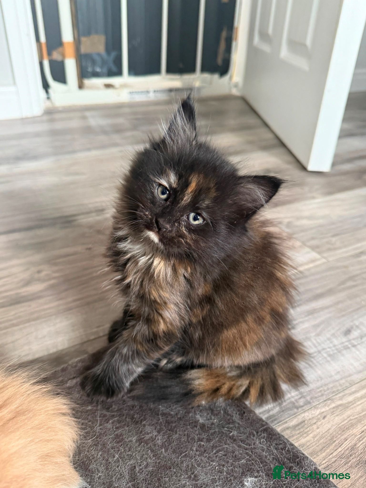 Ragdoll cats 1 left - Stunning litter of Ragdoll cross kittens - Advert 6