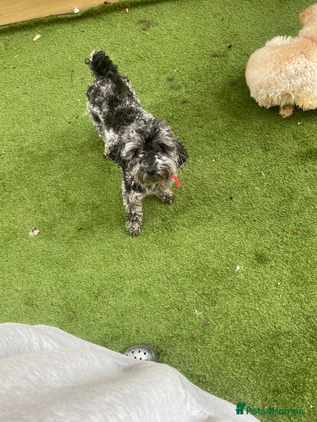 Cockapoo dogs for sale: Cockapoo 2 year old - Advert 5