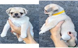 Pug dogs for sale: Beautiful exotic KC registered Pug puppies - Image 19