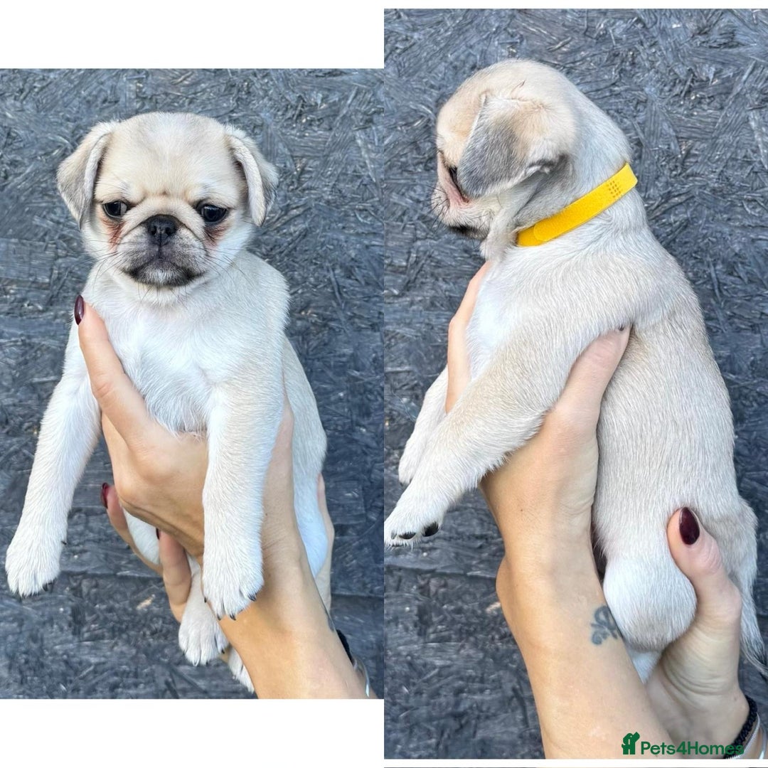 Pug dogs for sale: Beautiful exotic KC registered Pug puppies - Image 19