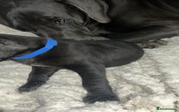 Great Dane dogs for sale: Great dane puppies for sale  - Image 2