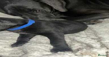 Great Dane dogs Great dane puppies for sale  - Advert 16