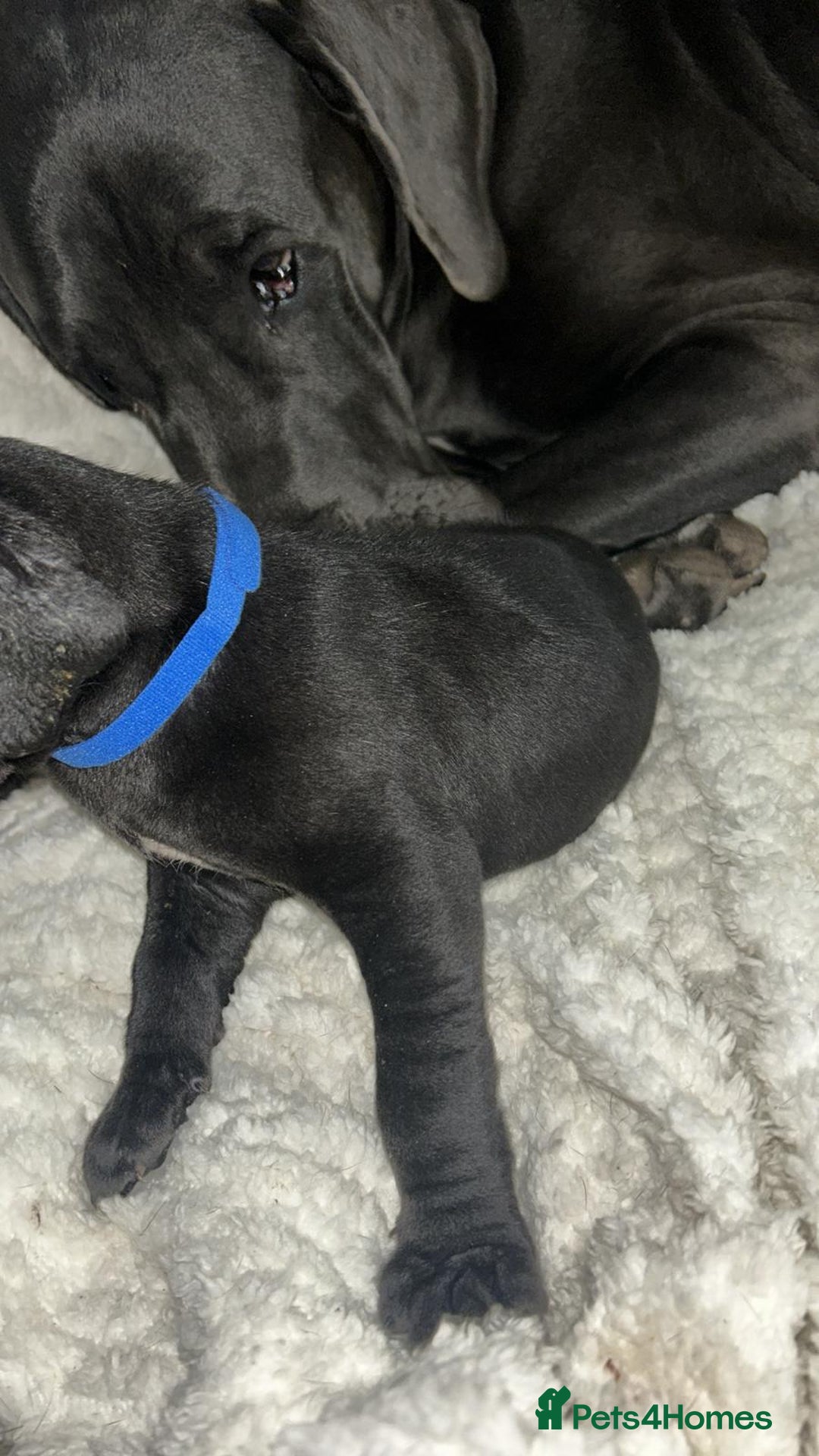 Great Dane dogs for sale: Great dane puppies for sale  - Image 2