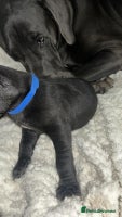 Great Dane dogs Great dane puppies for sale - Advert 3