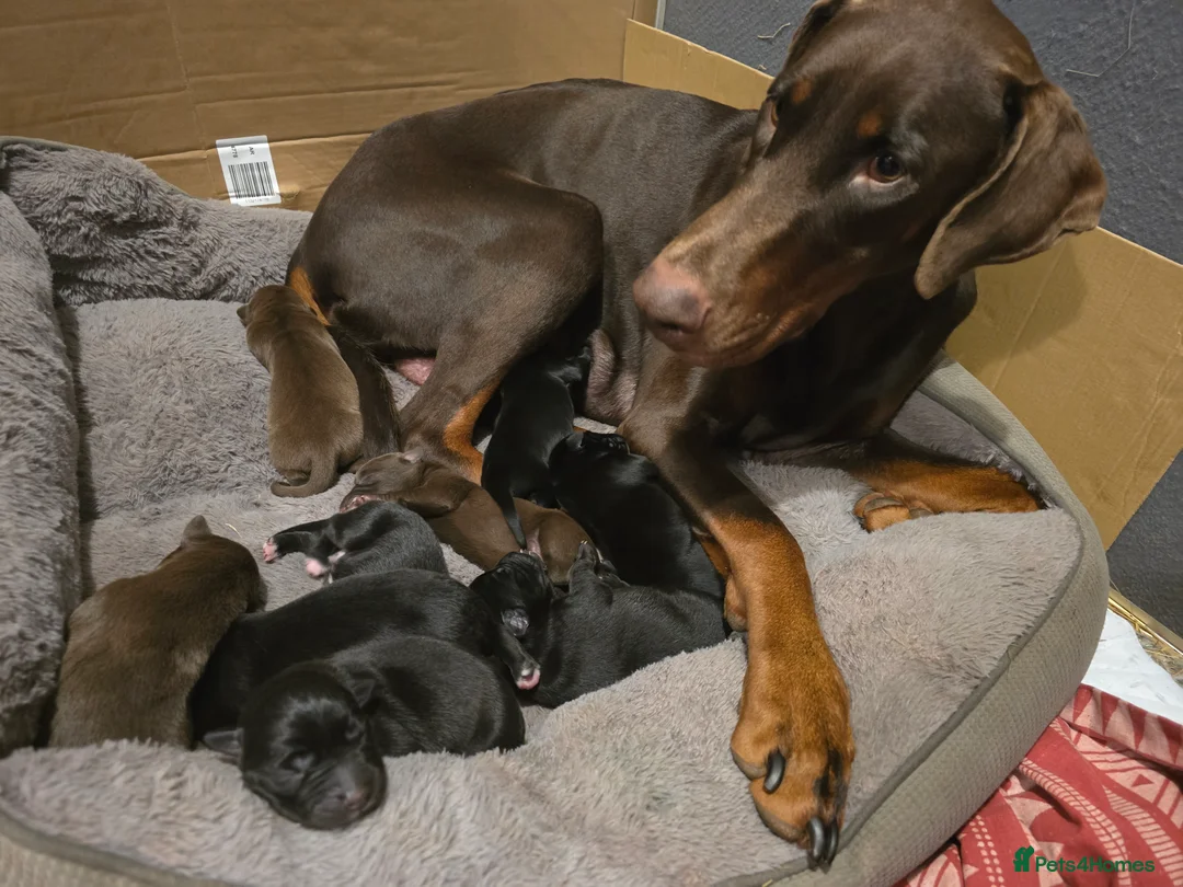 Mixed Breed dogs for sale: Doberman x Collie pups! - Advert 4