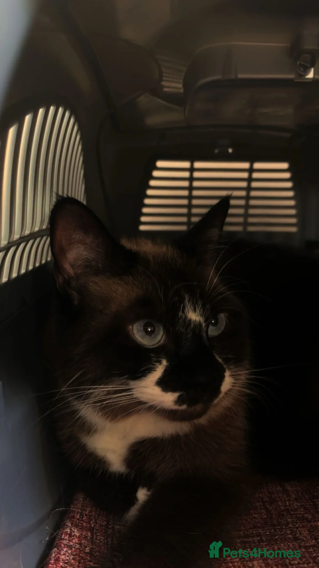 Ragdoll cats for sale: Lulu 7 year old female need to be rehomed ASAP - Advert 2