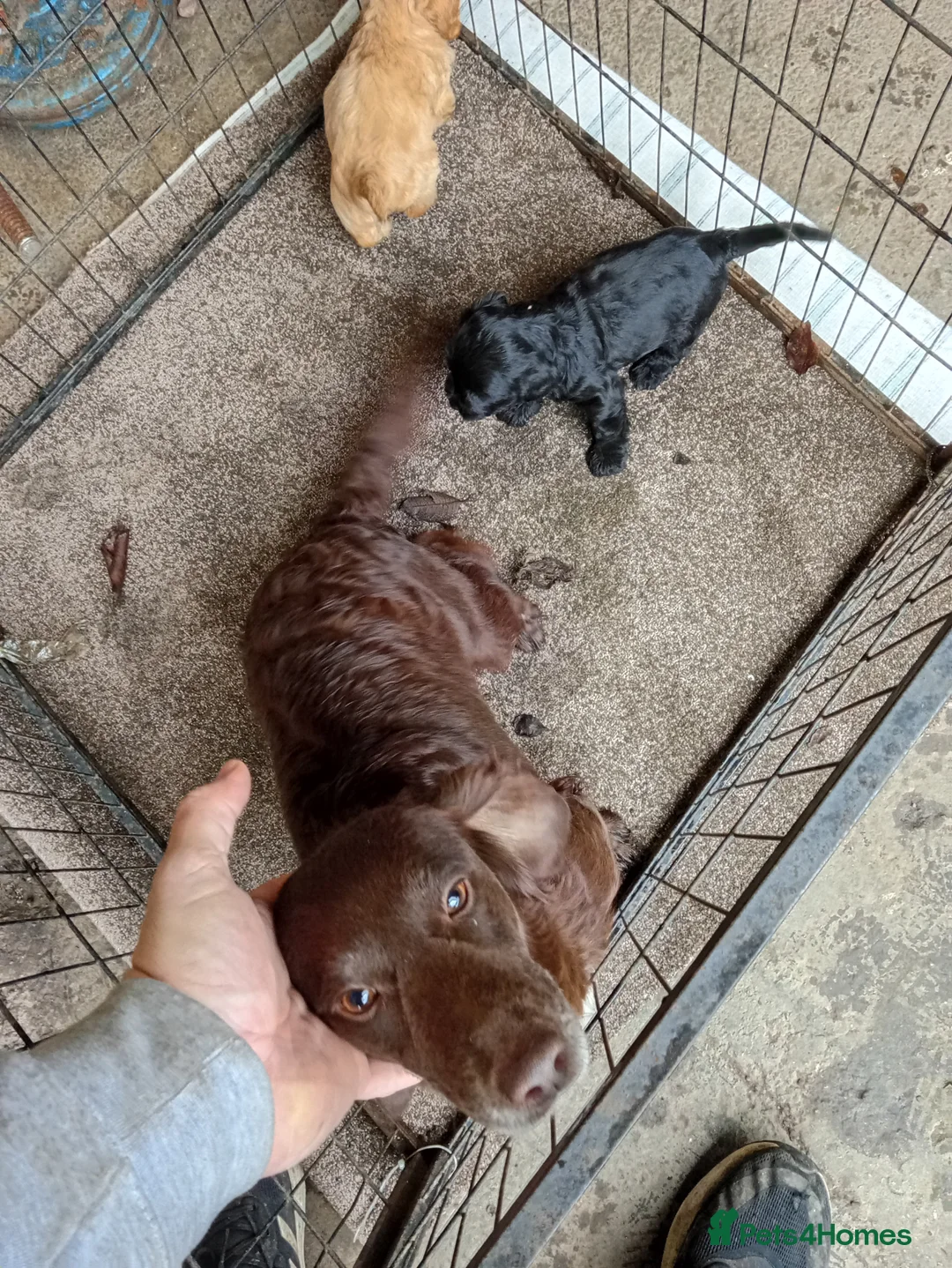 Mixed Breed dogs for sale: Labradoodles puppys F2 - Advert 2