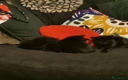 Mixed Breed cats for sale: Kittens for sale - Image 10