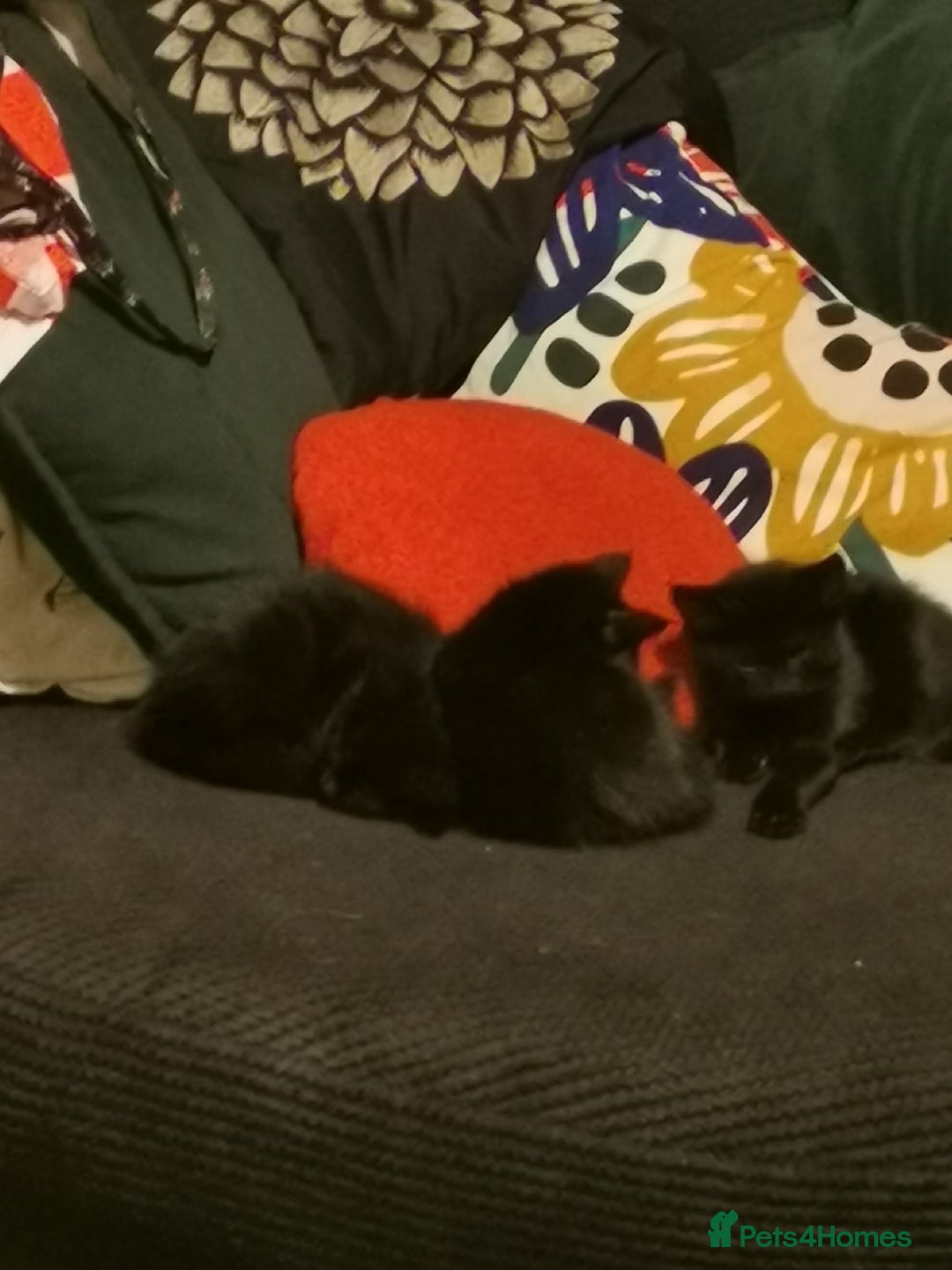 Mixed Breed cats for sale: Kittens for sale - Image 10