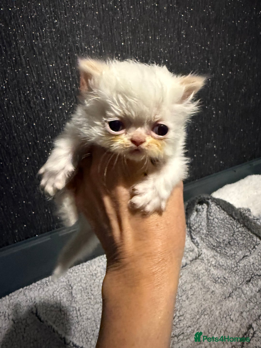 Persian cats for sale: 4 stunning persian kittens  - Image 5