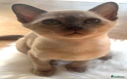 Burmese cats for sale: One beautiful pedigree Chocolate female Burmese  in Hereford - Image 2