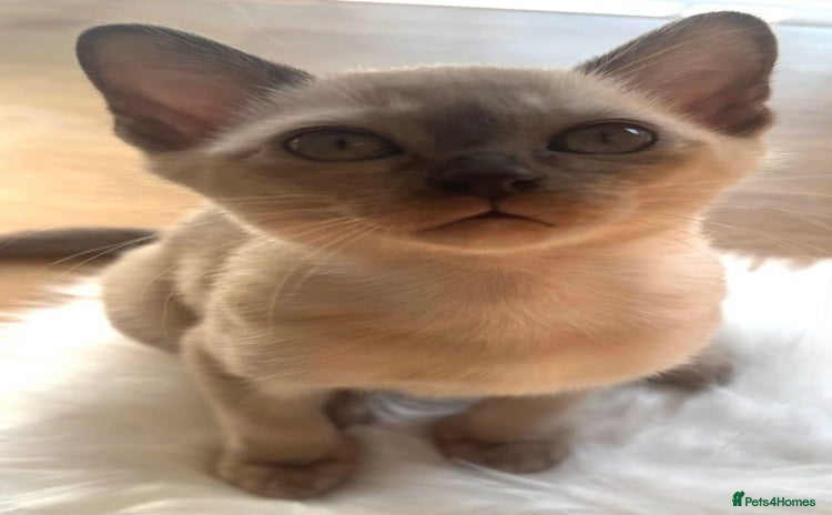 Burmese cats in Hereford - Advert 1
