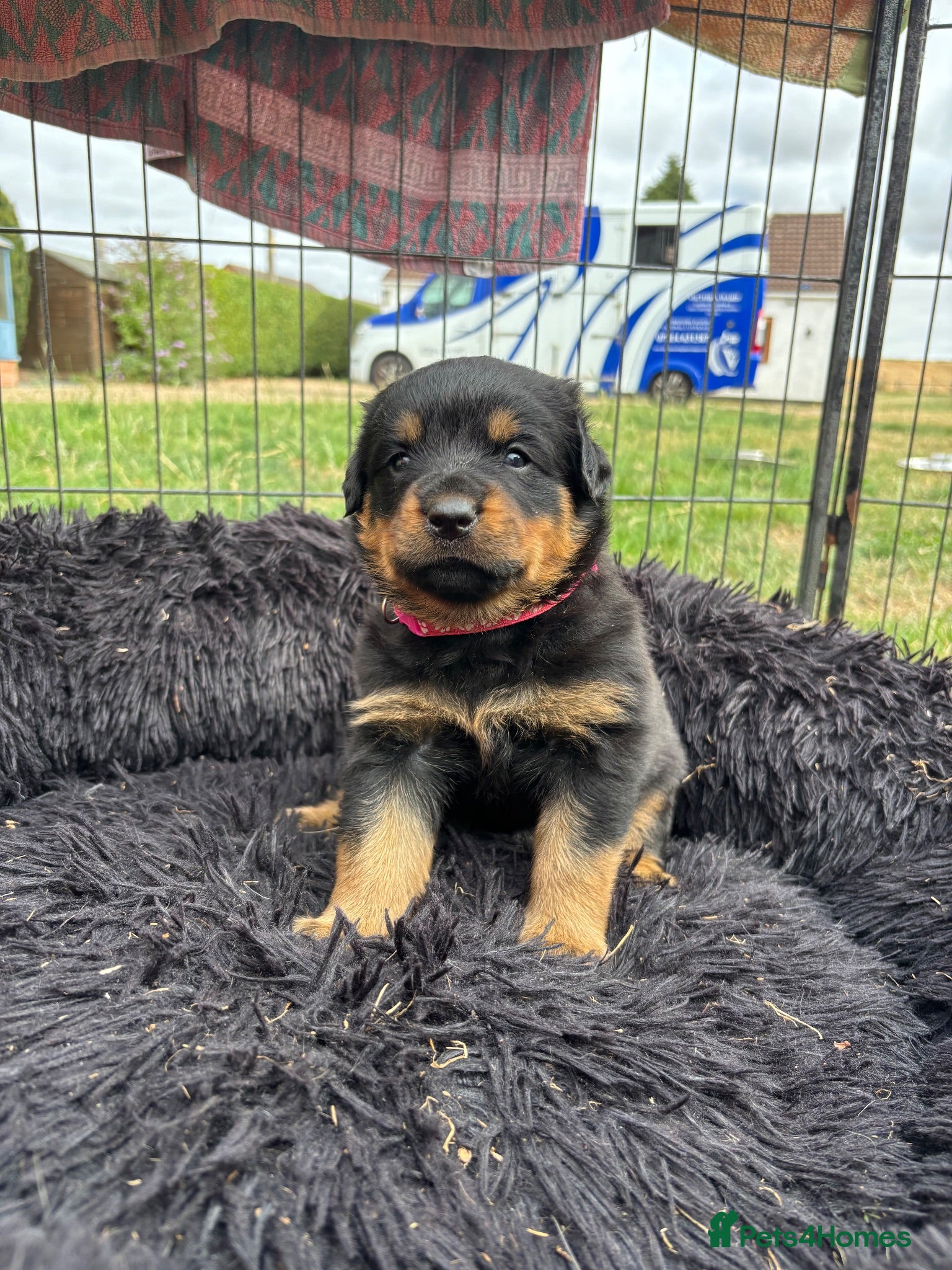 Rottweiler dogs Stunning Rottweiler Puppies  - Advert 1